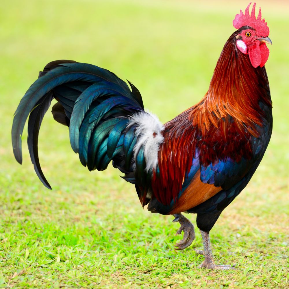 uhh, the cock didn't load
